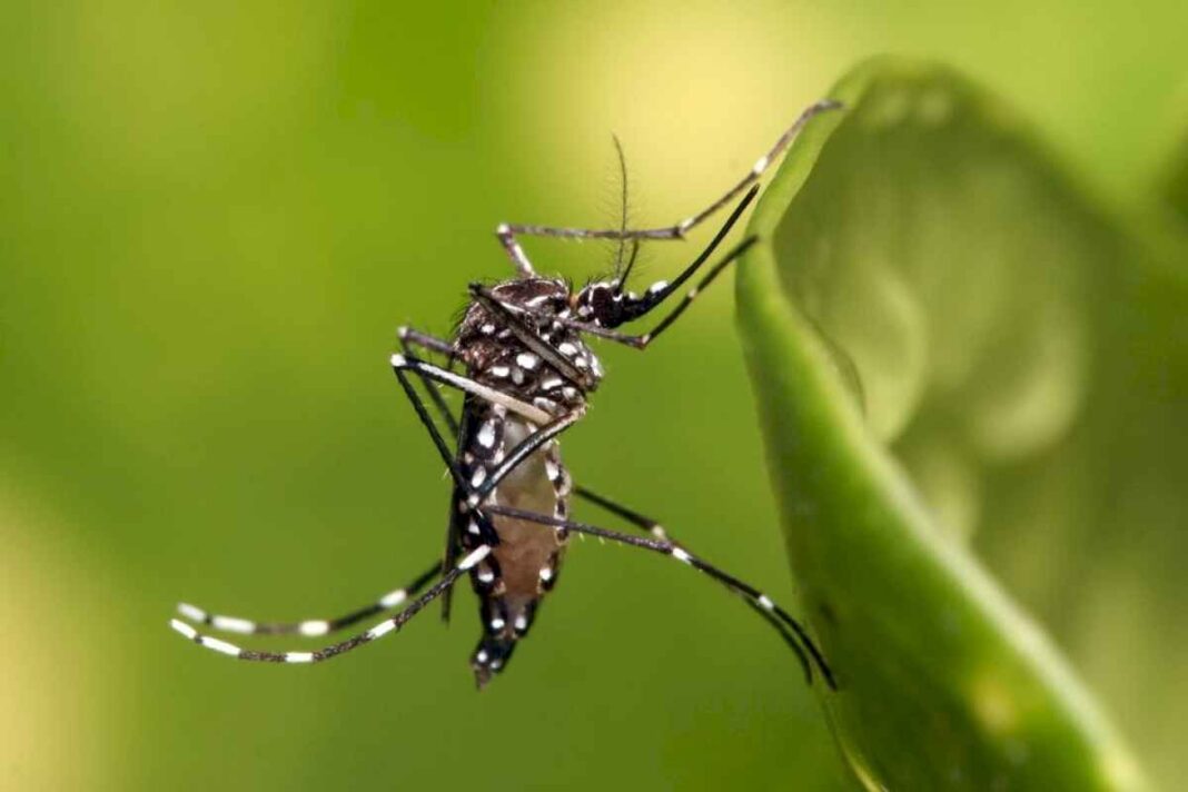 Dengue Por Qué Se Producen Las Muertes Y Cuáles Son Los Síntomas De Alarma Arde Tierra Del Fuego 7258