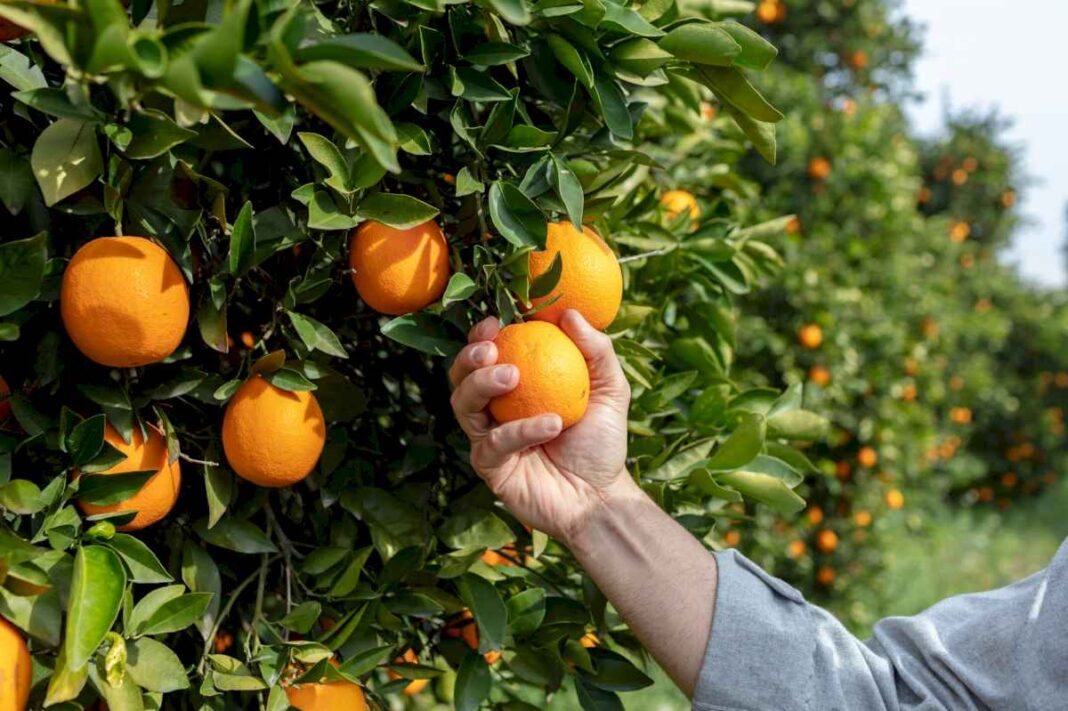 fenomeno-inedito:-un-nuevo-escenario-internacional-le-abre-una-gran-oportunidad-a-la-naranja-argentina