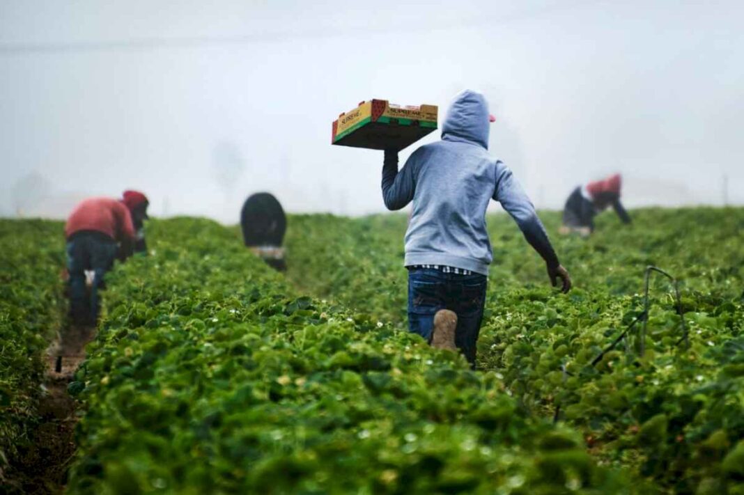 en-california:-este-es-el-sueldo-que-puedes-cobrar-en-un-trabajo-agricola-como-migrante-latino