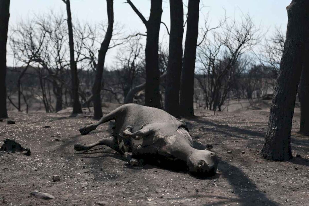 en-cordoba-siguen-activos-los-incendios-de-chancani-y-san-marcos-sierras