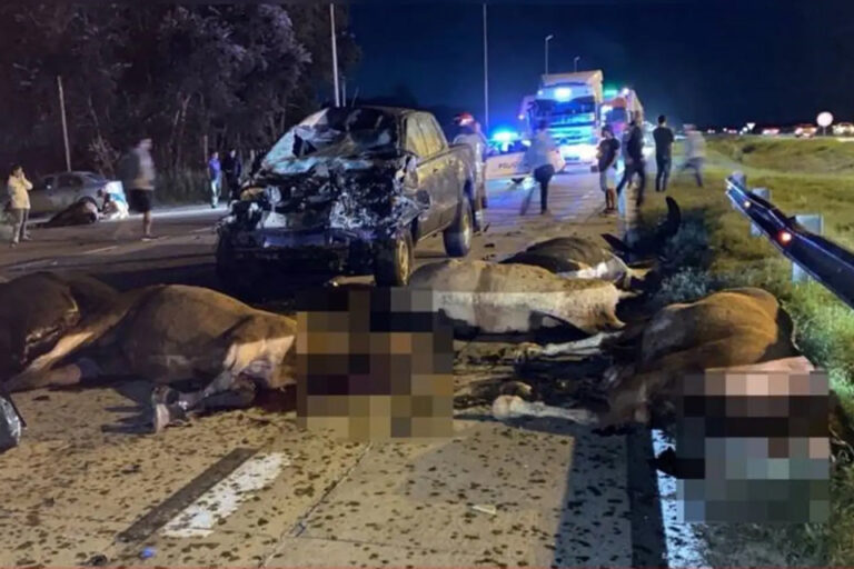 Tragedia en Cañuelas: una mujer murió por una estampida de caballos en la ruta 6