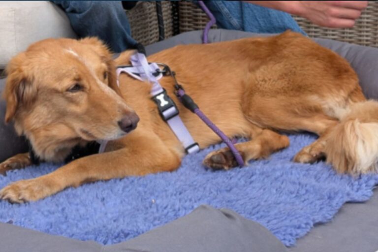 Se perdió y recorrió 160 kilómetros en 36 días para reencontrarse con sus amados dueños