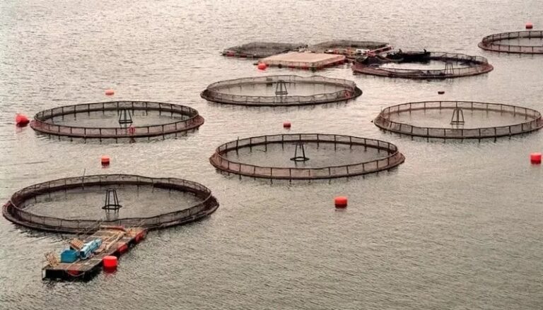 Salmoneras: Debe haber una discusión seria