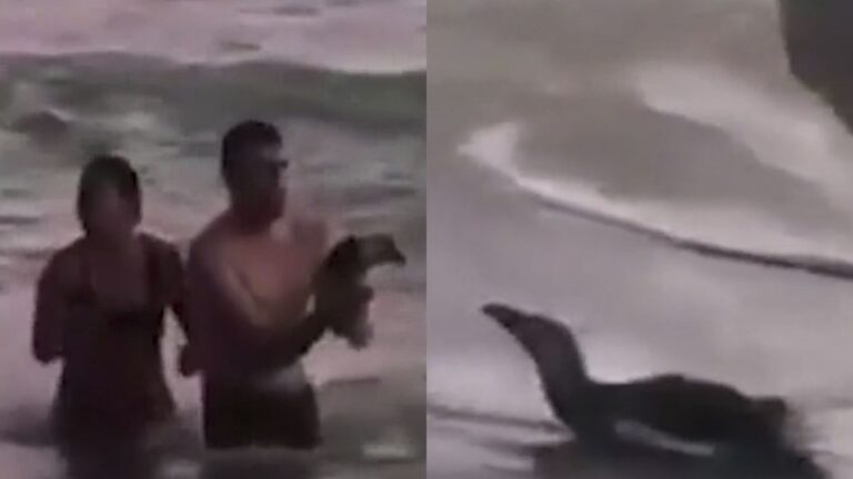Monte Hermoso: una pareja que sacó a un pingüino del mar para tomarse fotos