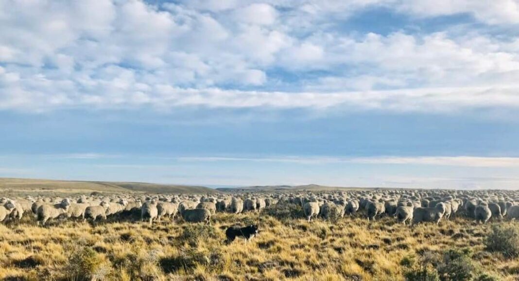 Campo de pastoreo regenerativo en Tierra del Fuego con ovejas y pastizales saludables