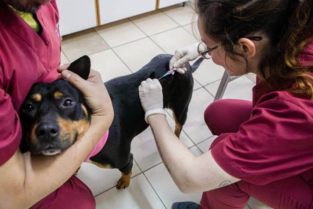 Jornada de vacunación antirrábica y adopción de mascotas en Río Grande